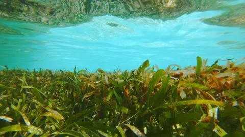 Seagrass Bed Stock Photos