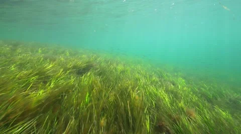 Seagrass beds with fish. Stock Footage 51009421