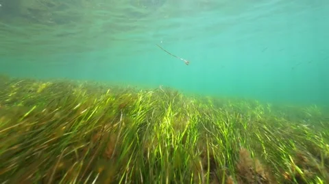 Seagrass beds with fish Stockbeeldmateriaal 51010401