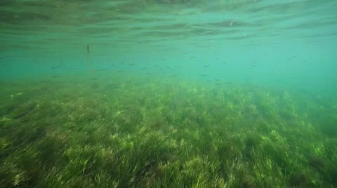 Seagrass beds with fish Vidéo 51011386