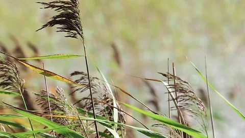 Seagrass is blowing slowly in the wind Stock Footage 81799154
