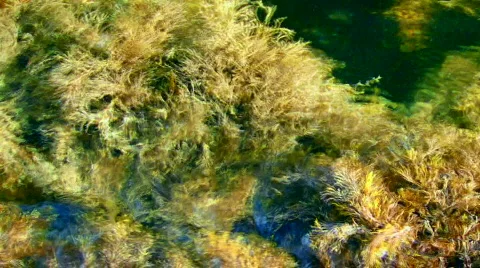 Seagrass Field 動画素材 584993
