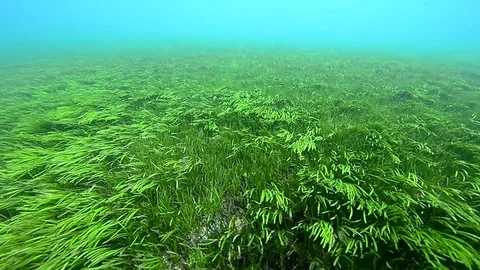  seagrass field Stock Footage 77477412