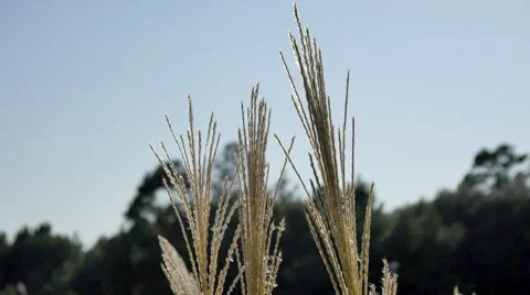 Seagrass 스톡 동영상 42045170