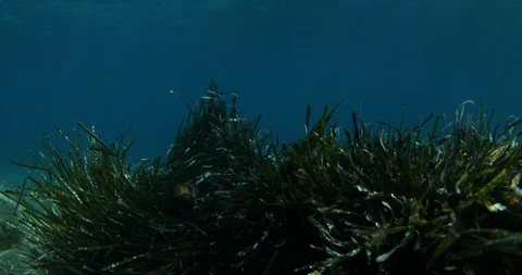 Seagrass 스톡 동영상 98778133