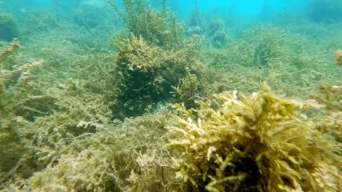 Seagrass Meadow and Brown Algae Underwater Slow Motion, Indonesia Stock Footage 343409499