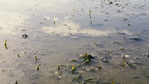 Seagrass Meadows in Shallow Waters Supporting Marine Life, Mersing, Malaysia Stock Footage 308790558