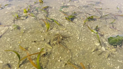 Seagrass Meadows in Shallow Waters Supporting Marine Life, Mersing, Malaysia Stock Footage 308790566