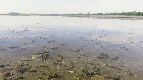 Seagrass Meadows in Shallow Waters Supporting Marine Life, Mersing, Malaysia Stock Footage 308790567