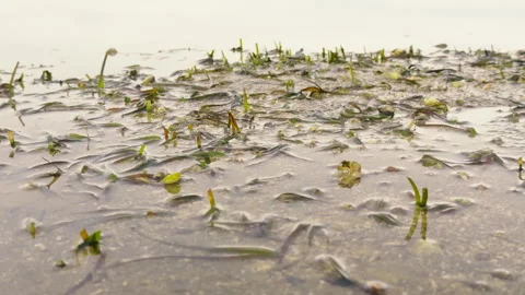 Seagrass Meadows in Shallow Waters Supporting Marine Life, Mersing, Malaysia Stock Footage 308790690