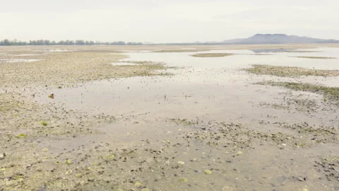 Seagrass Meadows in Shallow Waters Supporting Marine Life, Mersing, Malaysia Video stock 308790723