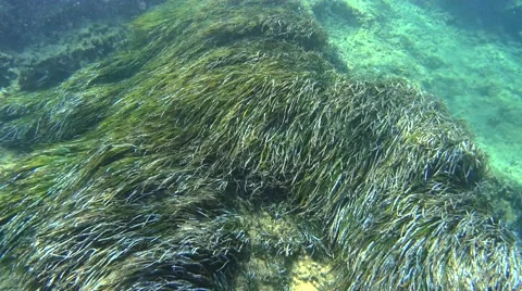 Seagrass moving back and forth at the ground of the ocean (4k) Stock Footage 68004183