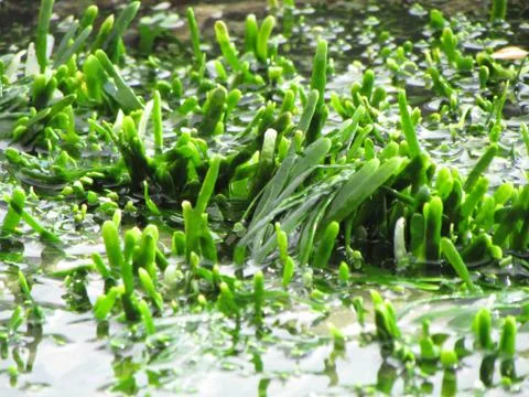 Seagrass Stock Photos