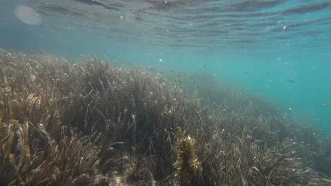 Seagrass Seabed Stock Footage 263520650