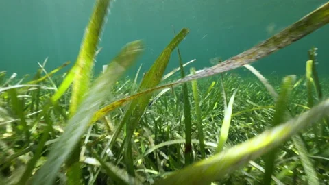 Seagrass with sun rays Stock-Footage 168456323
