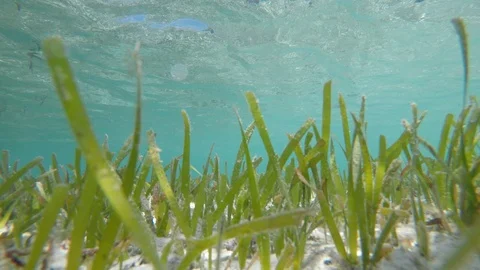 Seagrass Underwater Stock Footage 89705510