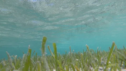 Seagrass Underwater Stock Footage 89857355