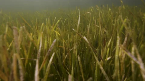 Seagrass underwater Stock Footage 149602626