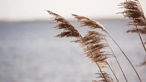 Seagrass in the wind Stock Footage 153502102