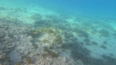 Seagrasses1 Stock Footage 332646337