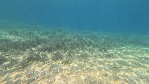 Seagrasses2 Stock Footage 332646343