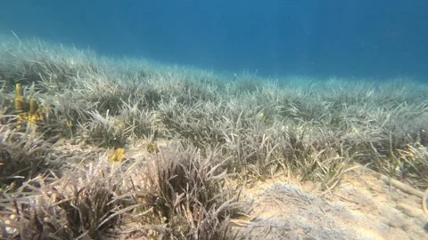 Seagrasses3 Stock Footage 332646326