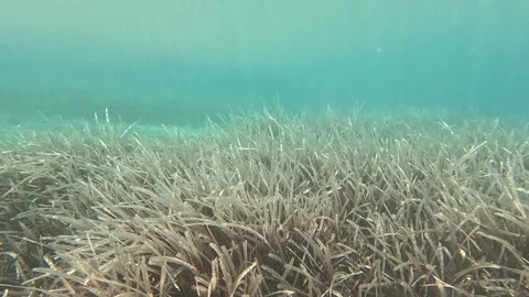 Seagrasses4 Stock Footage 332646387
