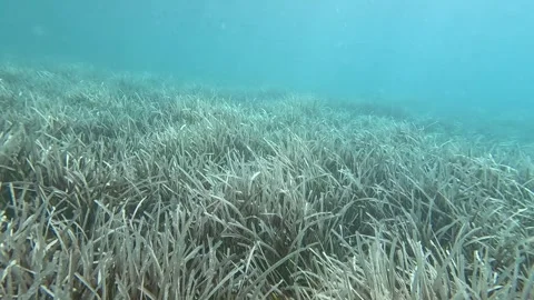 Seagrasses5 Stock Footage 332646421
