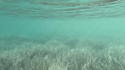 Seagrasses6 Vidéo 332646432