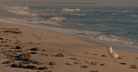 Seagul on Beach Stock Footage 35795204
