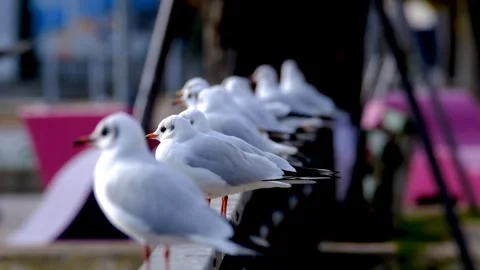 Seagul birds Video stock 270817509