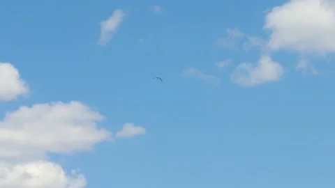 Seagul in blue sky Video stock 159331404