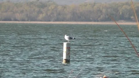 Seagul on Buoy II Stock Footage 12732188