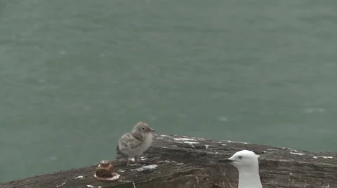 Seagul chick and gulls Stock Footage 1060332