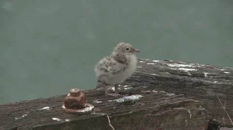 Seagul chick on wharf Stock Footage 1060361