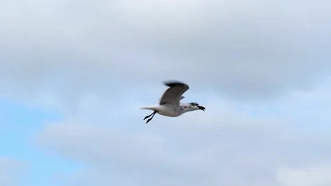 Seagul eating a crayfish crawdad while flying in slow motion. Stock Footage 134758840