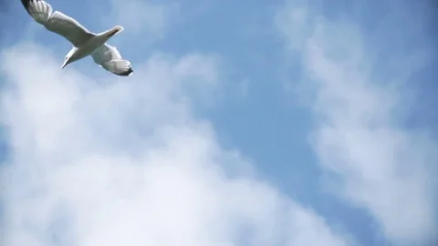 Seagul elegantly flying through the sky in slow motion Vídeo Stock 84802576