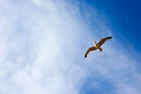 Seagul in Flight Stock Photos