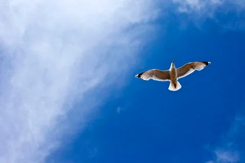 Seagul in Flight Stock Photos
