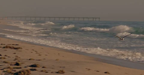Seagul Flying on Beach Stock Footage 35793451