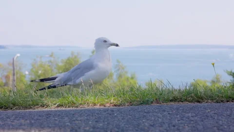 Seagul By The Ocean Video stock 209305399
