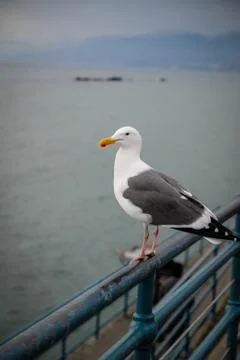 Seagul Stock Photos
