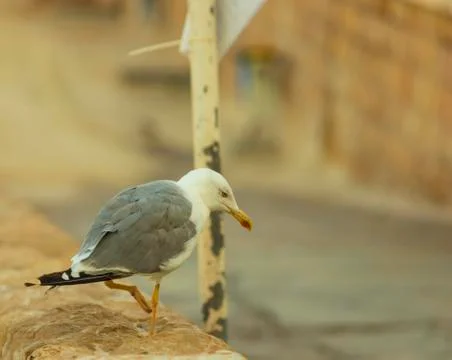 Seagul Stock Photos