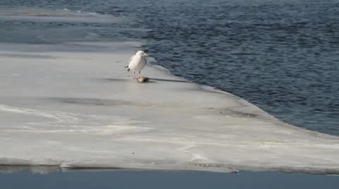 Seagul Picking at Dead Fish on Ice Stock-Footage 10738149