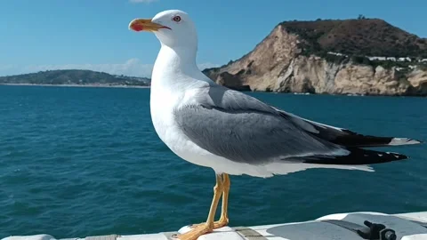 Seagul posing on a sailing ferry Stock Footage 277872380
