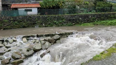 Seagul by the river Stock Footage 297409129