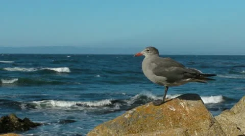 Seagul on Rock Stock Footage 11883842