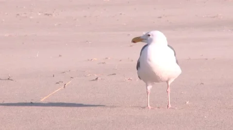 Seagul Shaking head Stock Footage 53553065