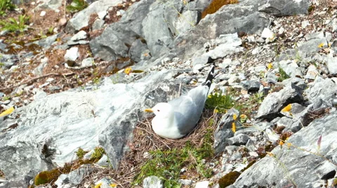 Seagul Sitting on Nest Hatching Stock Footage 54936517