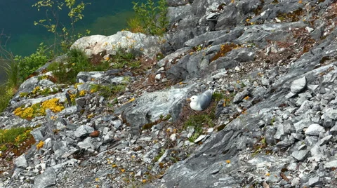 Seagul Sitting on Nest Hatching Stock Footage 54936824